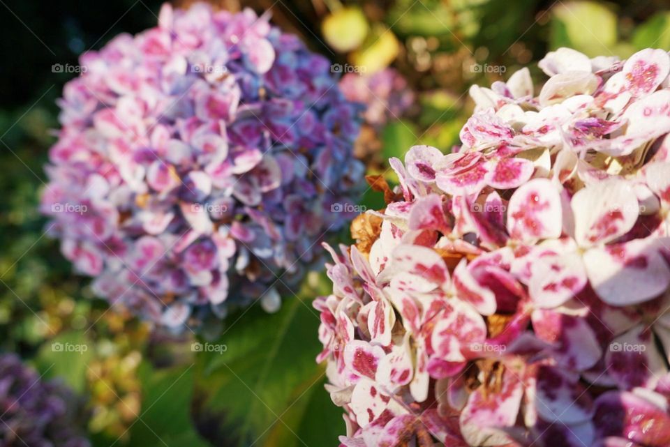 Flowers#colors#nature