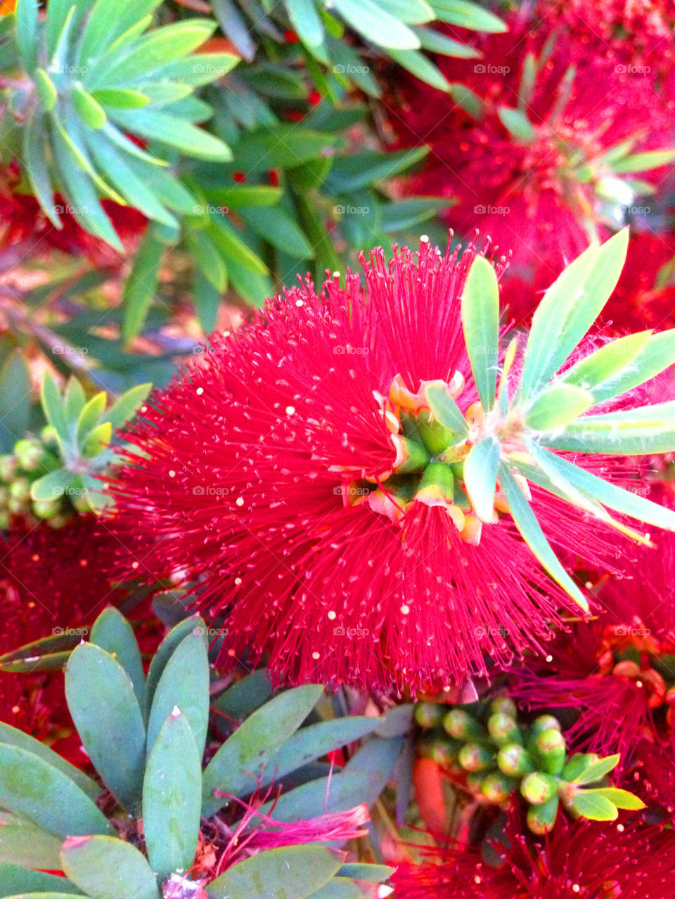 Strawberry Flower