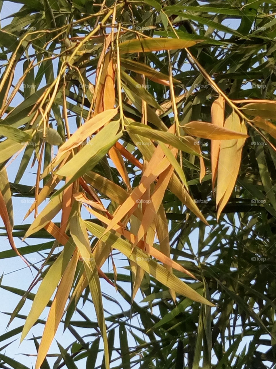 Beutyful leafs in bamboo tree from india