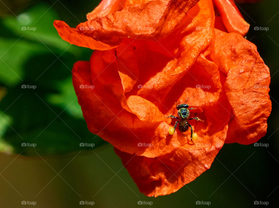 floral photography - bee - Petal Pattern