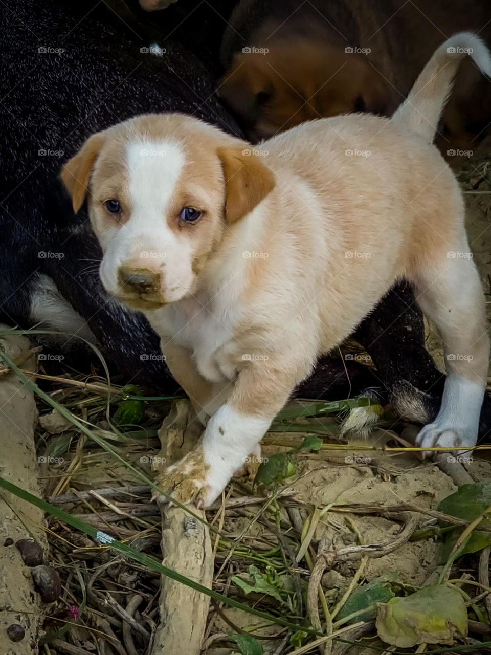 cute little new born puppy