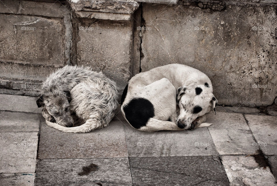 street dogs sleeping blackandwhite by serbachs