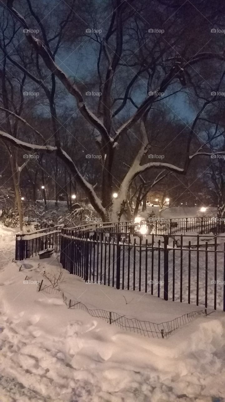 NYC Park after Large Snow Storm