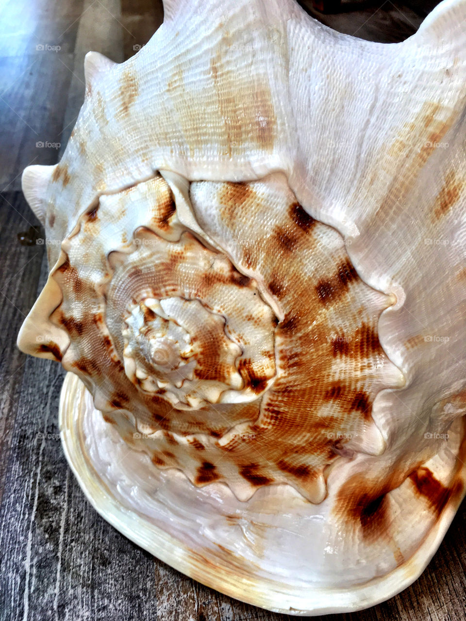 Conch shell on wood