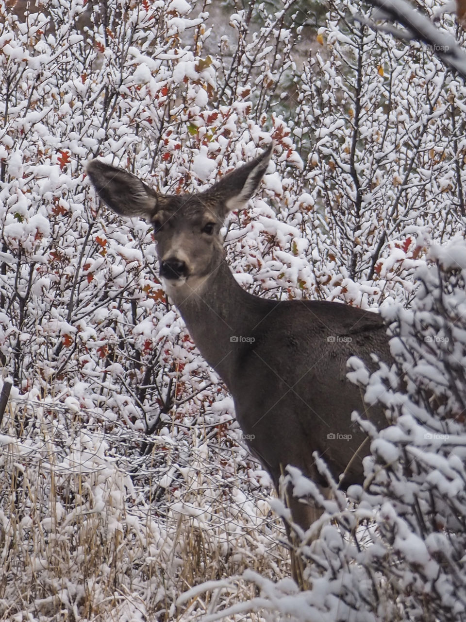 Deer in first winter snow