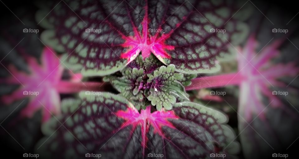 Symmetry plants