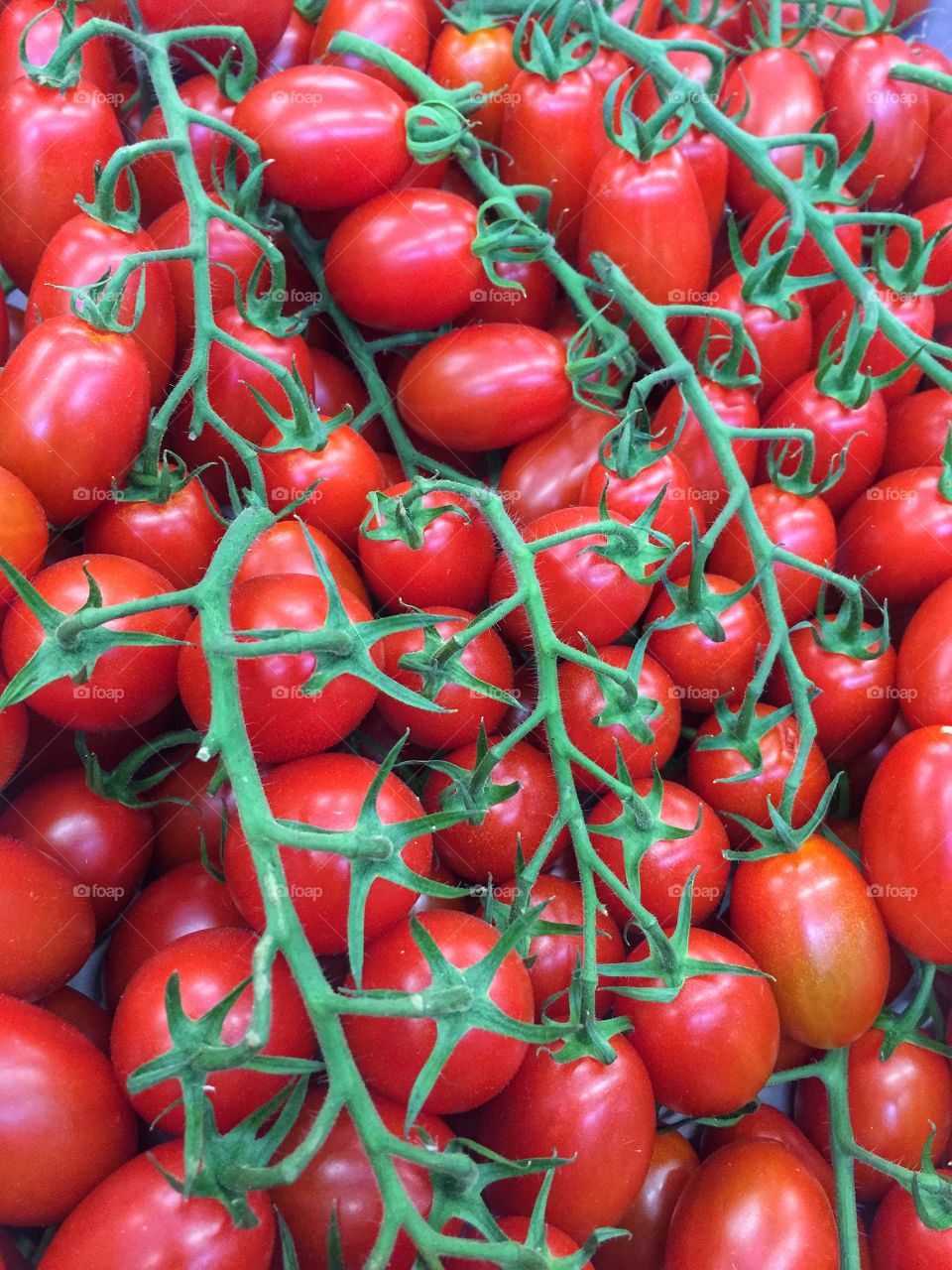 fresh garden tomatoes