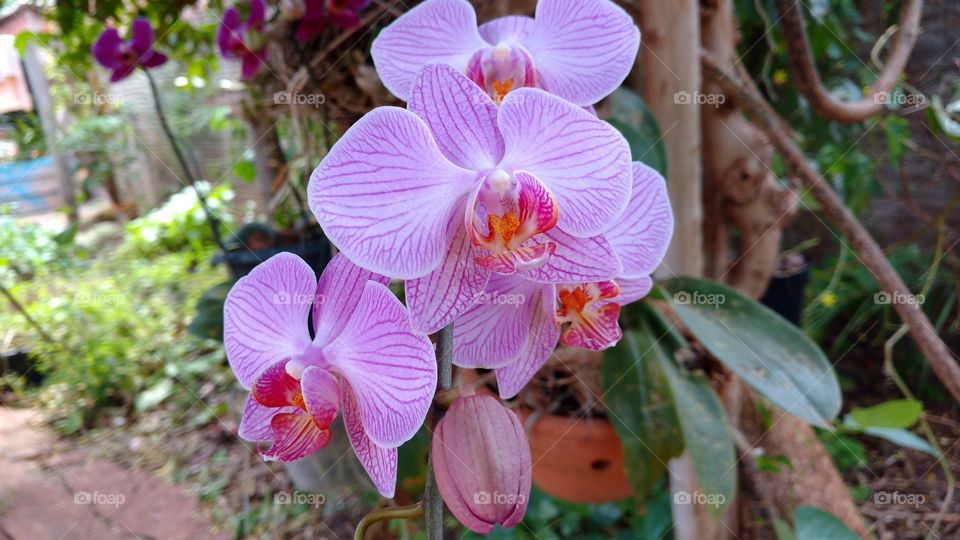 Admiravel também a quantidade de orquídeas diferenciadas e neste planeta...