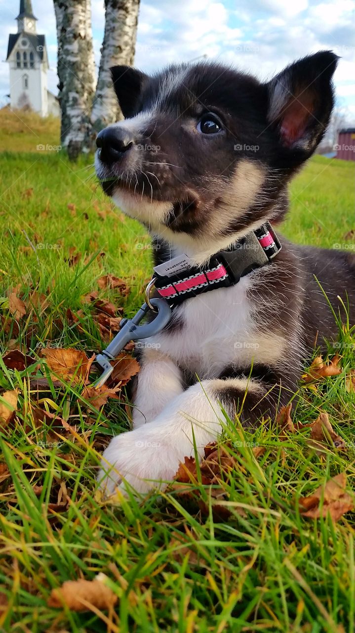 Autumn puppy