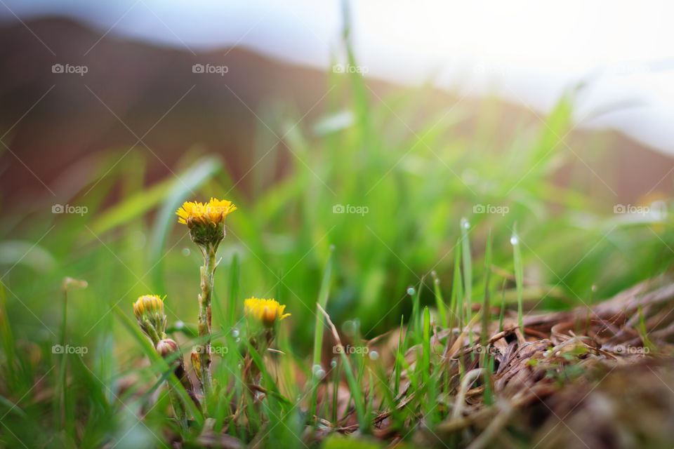 Yellow flowers growing in the field