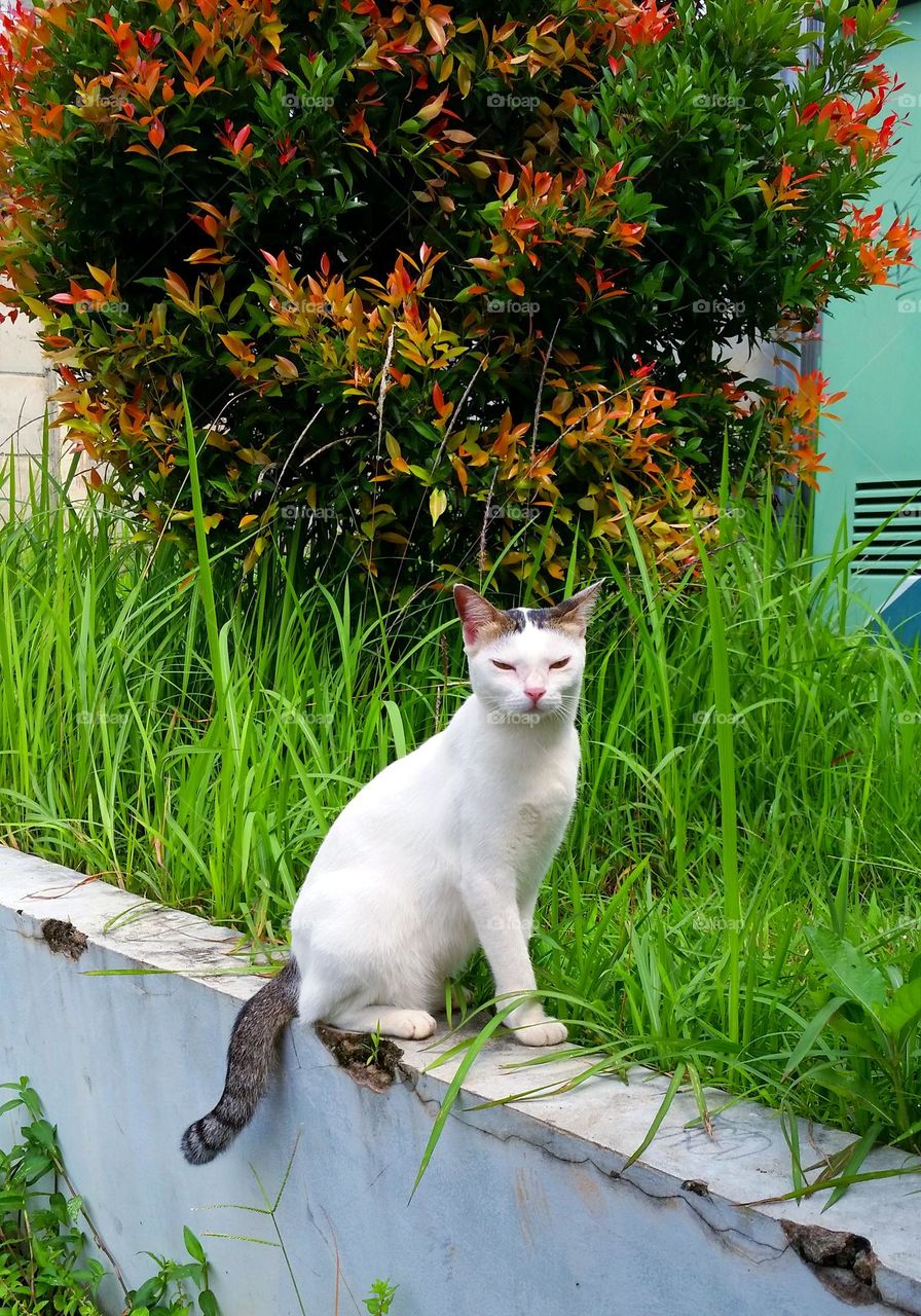 Cat sit on concrete fence...