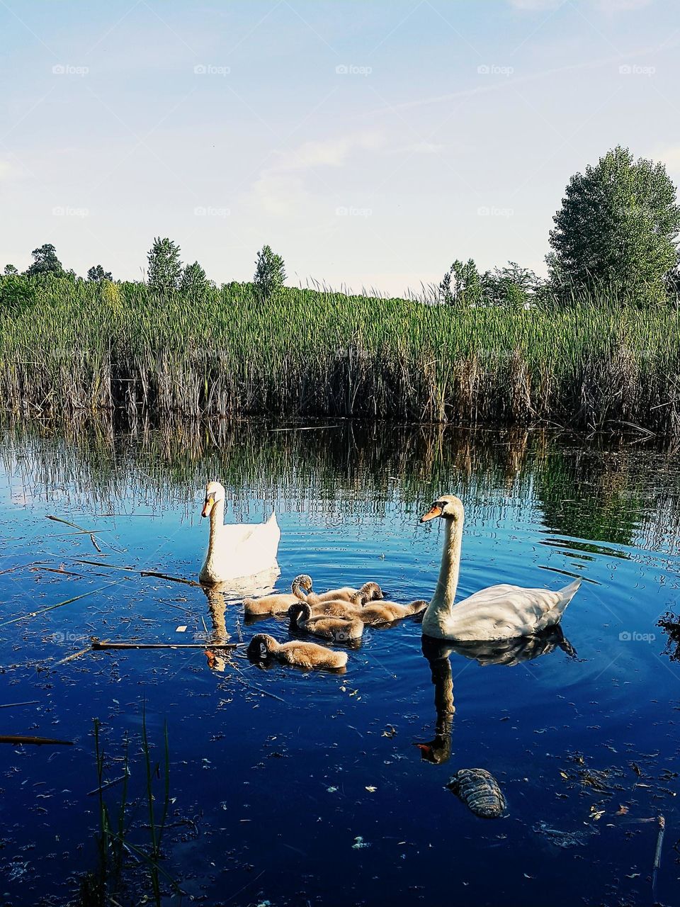 family of wild swans