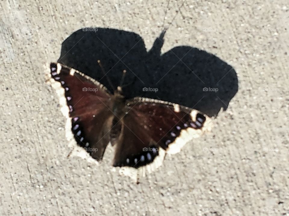 Butterfly Shadow