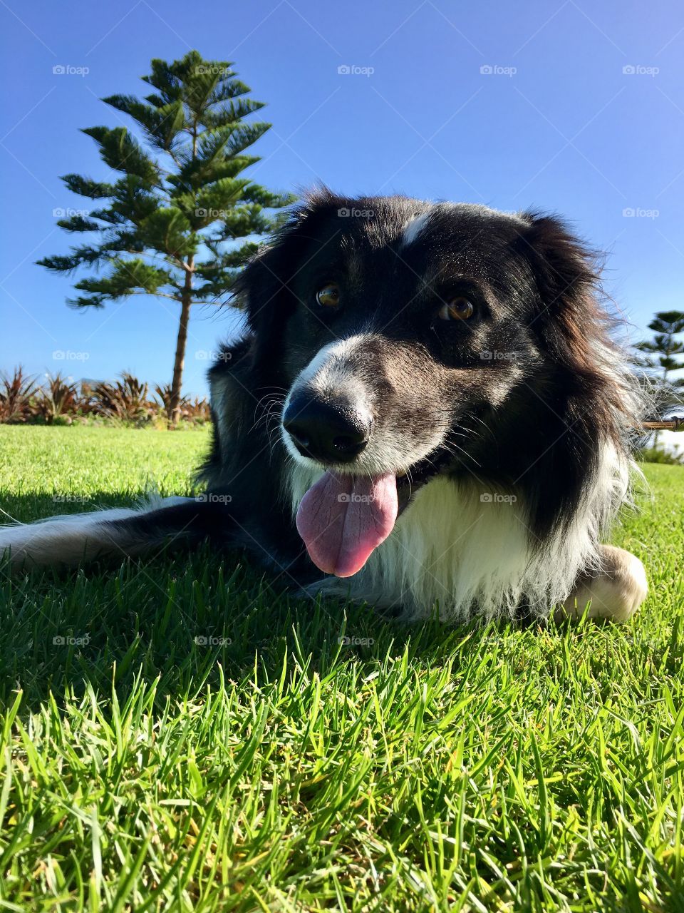 Border collie sheepdog on ocean park grass smiling