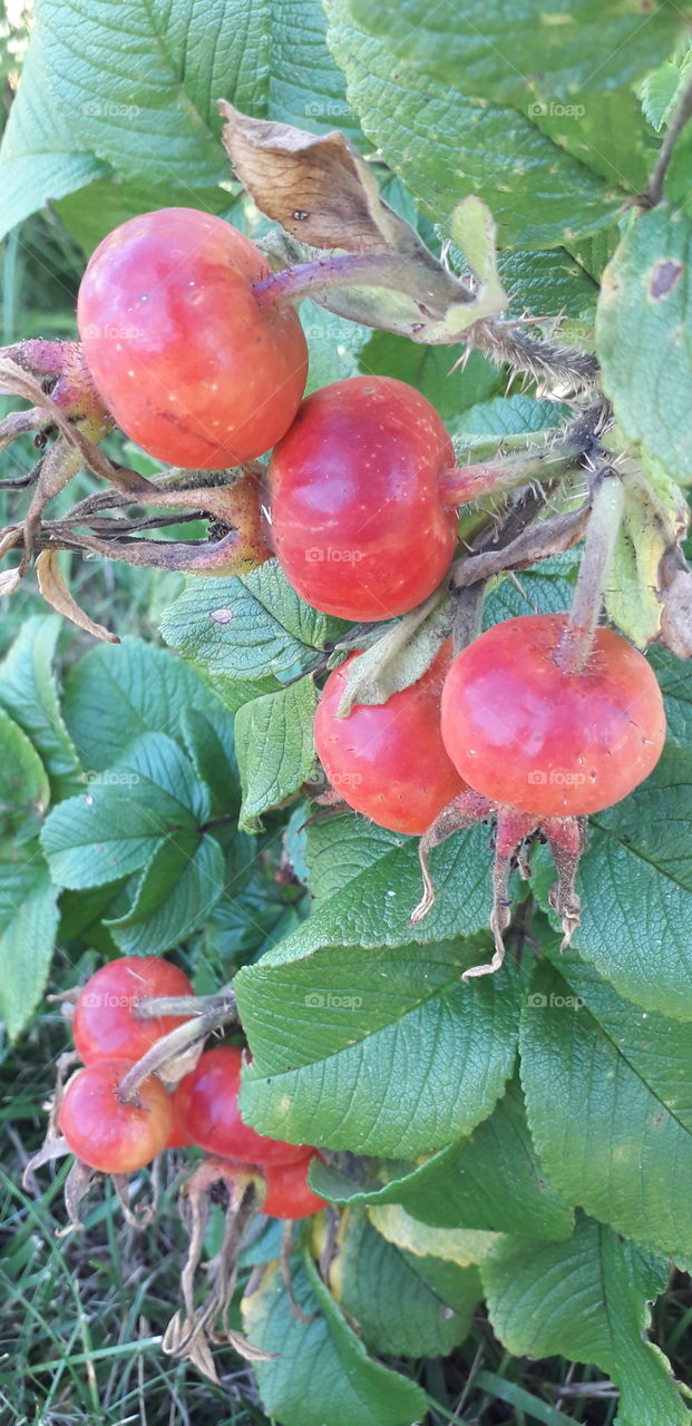 wild rose's fruits in the garden