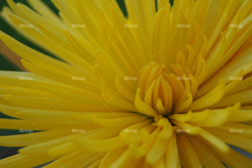 Yellow Floral 