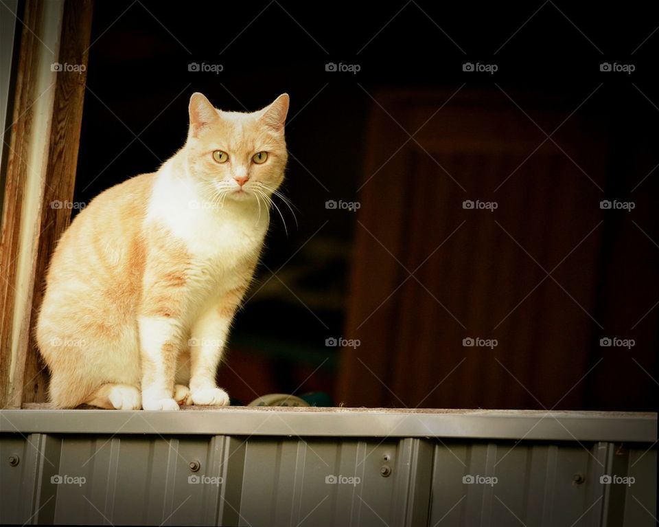Pickle the Cat in a Barn Window