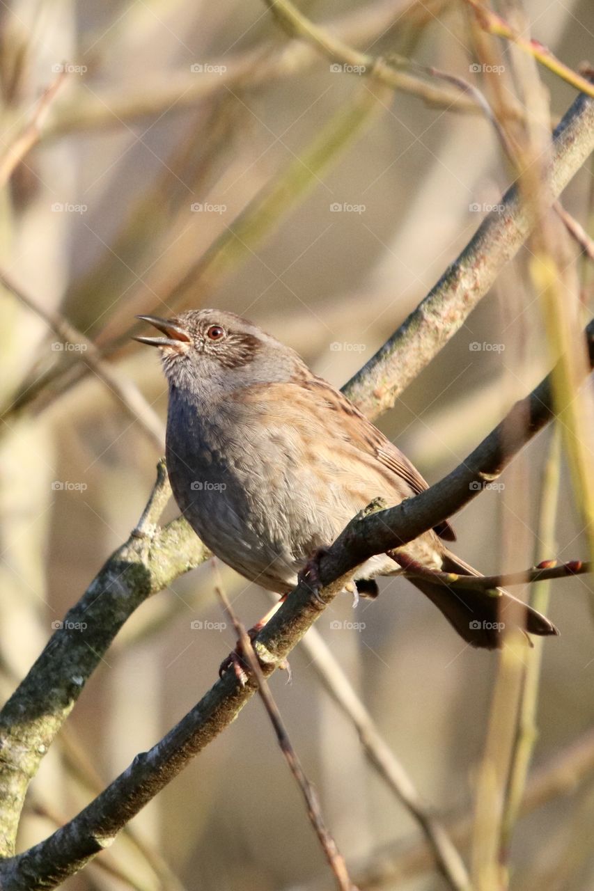 it's good to start the morning with bird singing