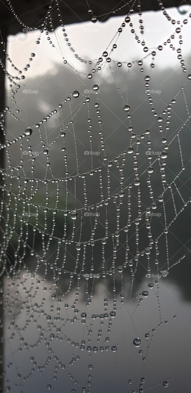 Spiderweb on a foggy morning