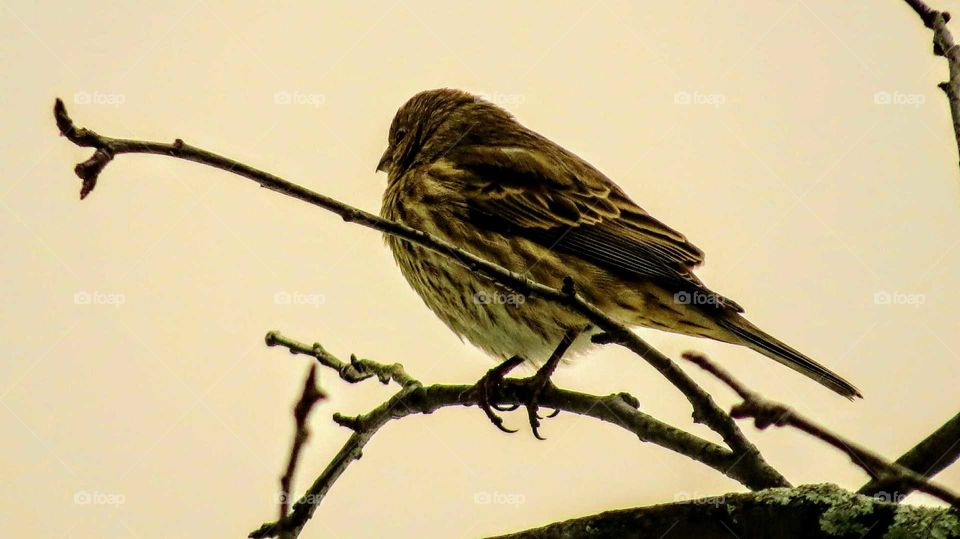 Finch waiting it's turn