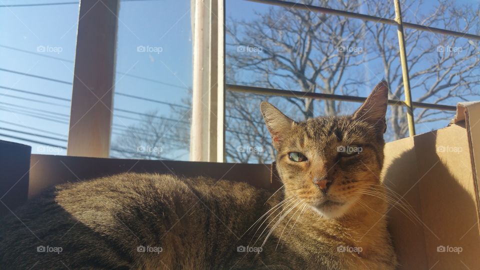 cool kitty taking in the sun over the mountains