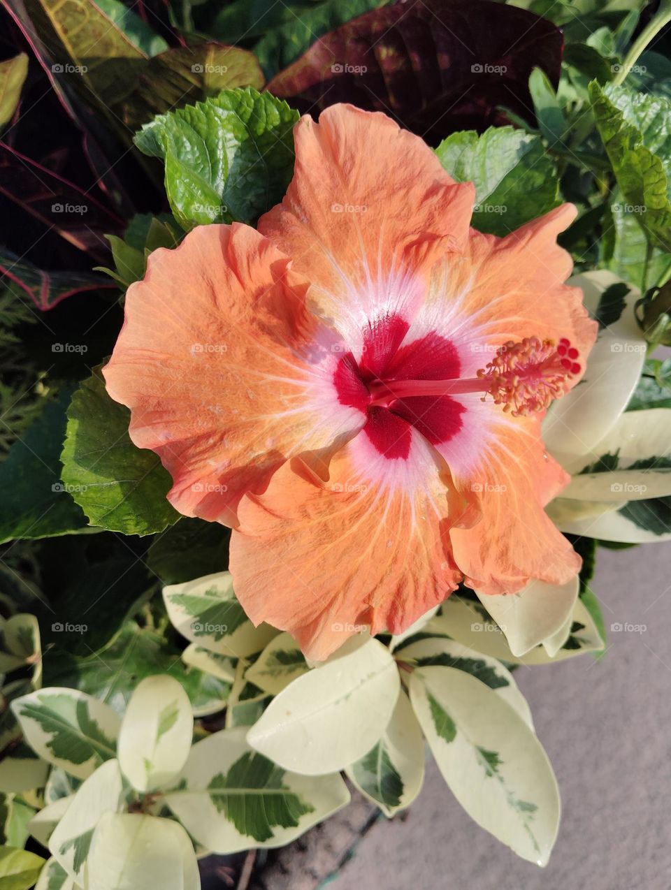 yellow flower seasonal fresh shurb small size looks very beautiful generally found everywhere