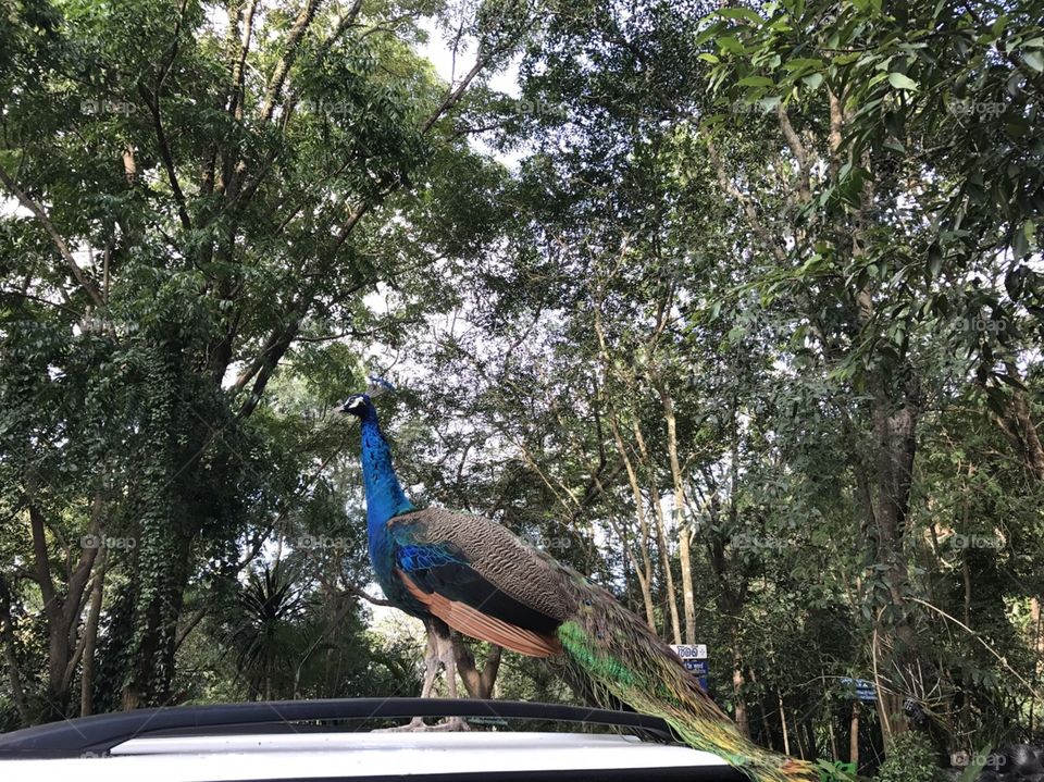 Peacock top the car..