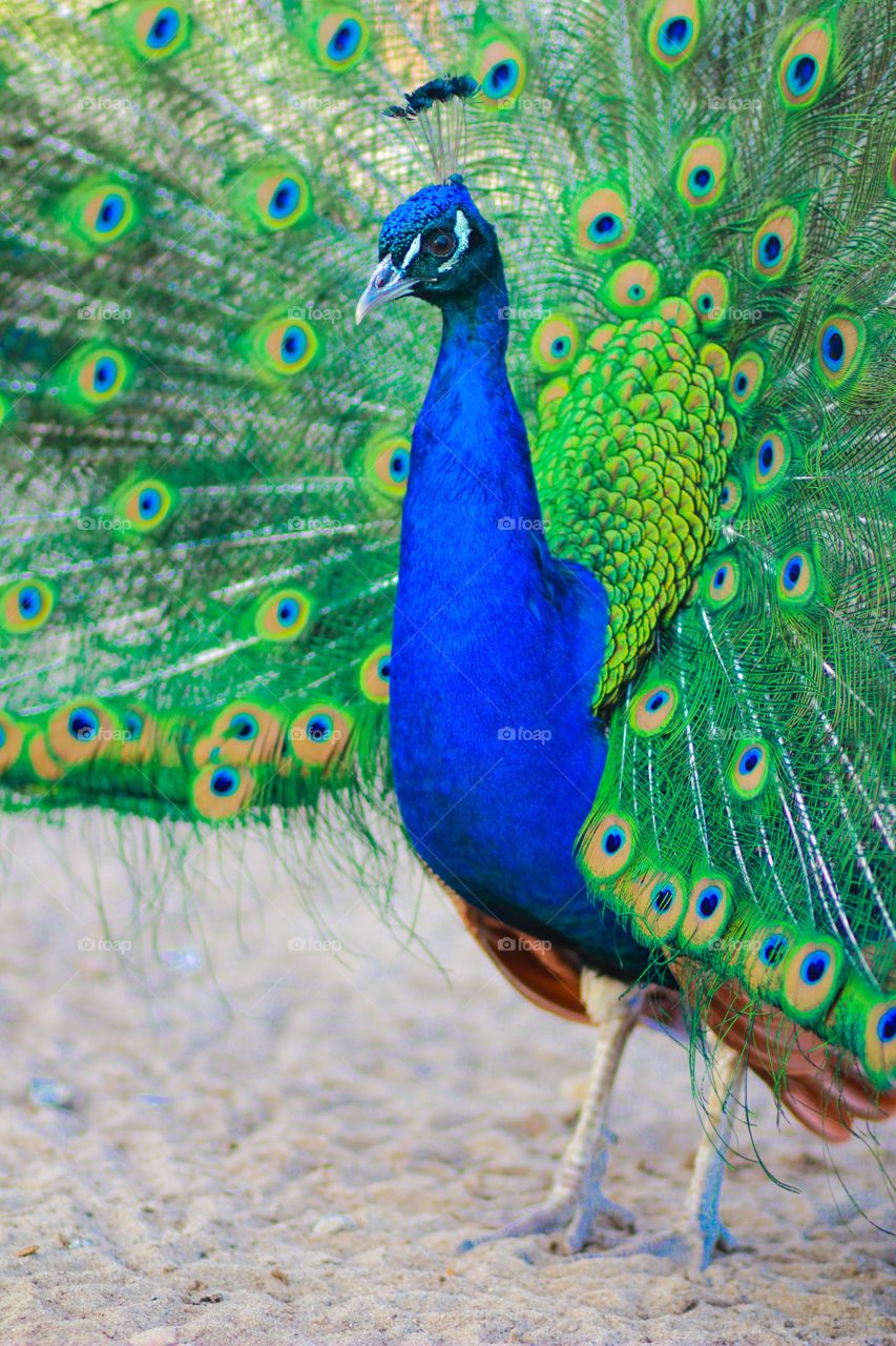 peacock, tail, plate