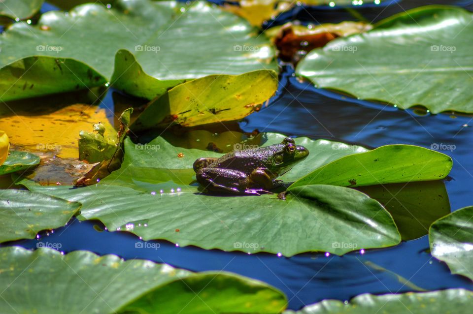 Frog on lily pad 
