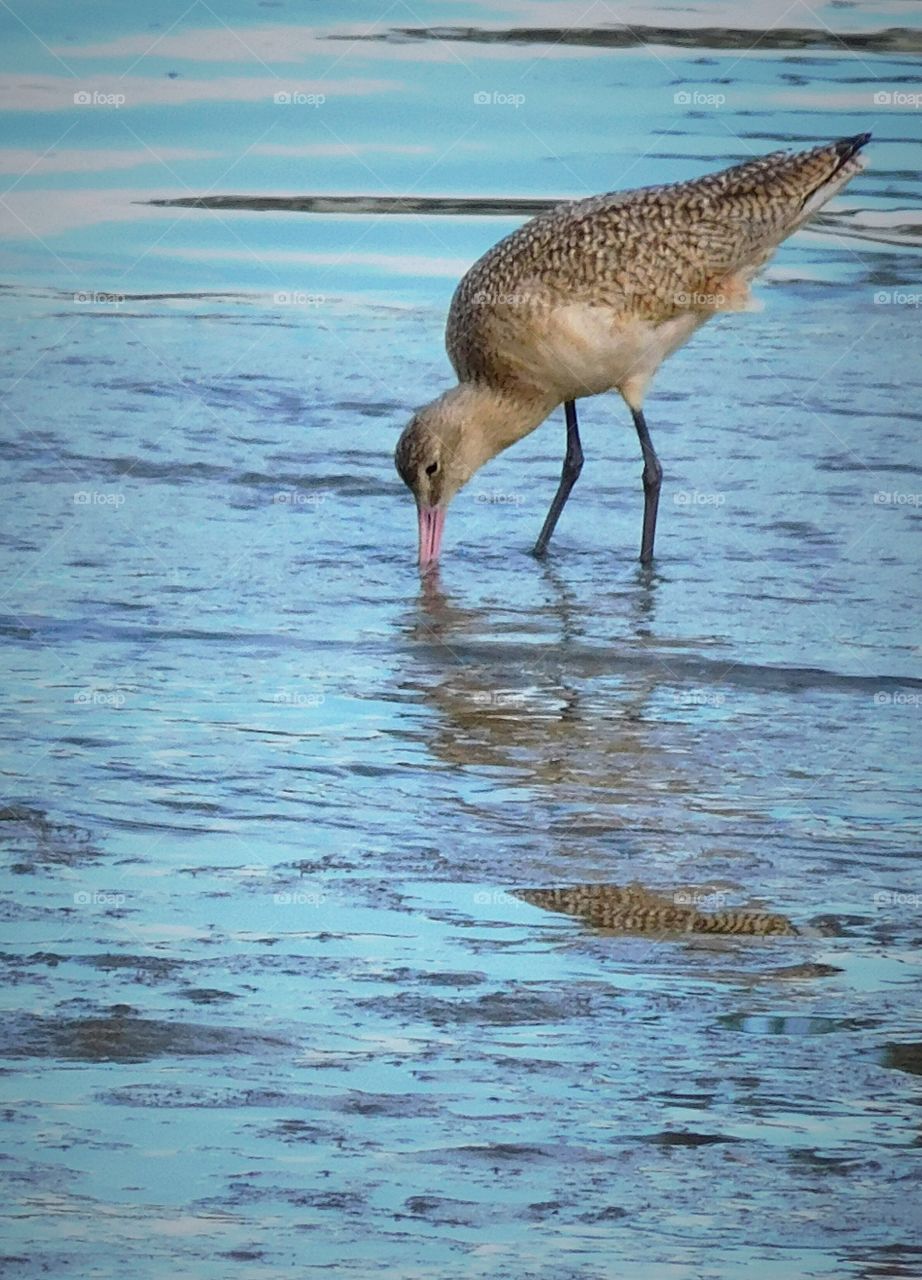 Sea bird at the shore