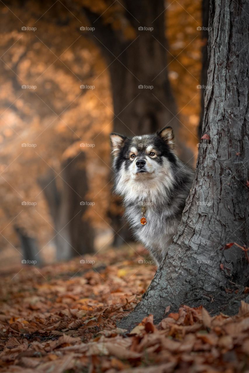 A dog in autumn