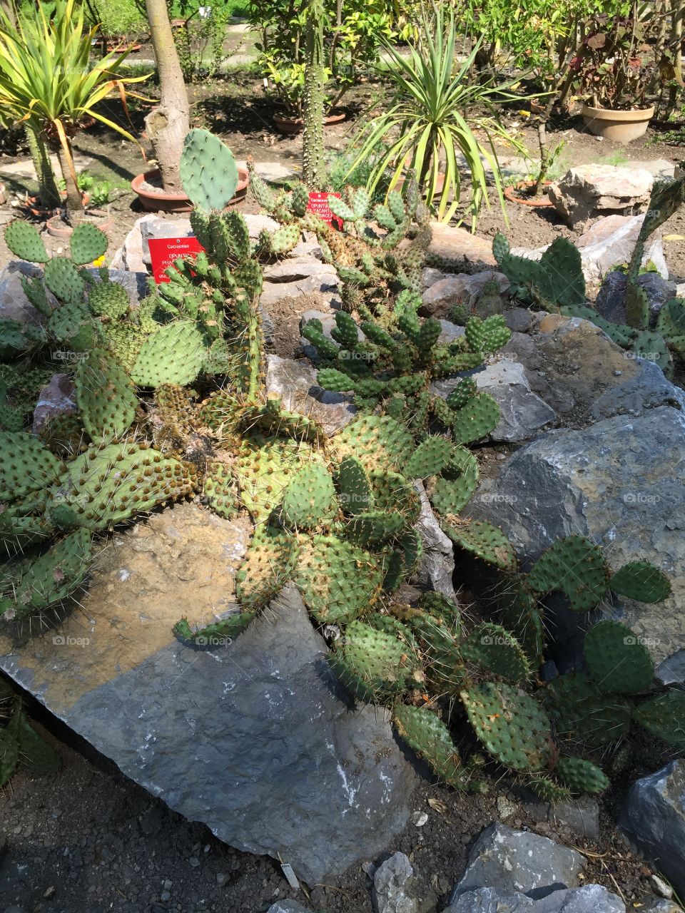 Greenhouse Cactus Prague