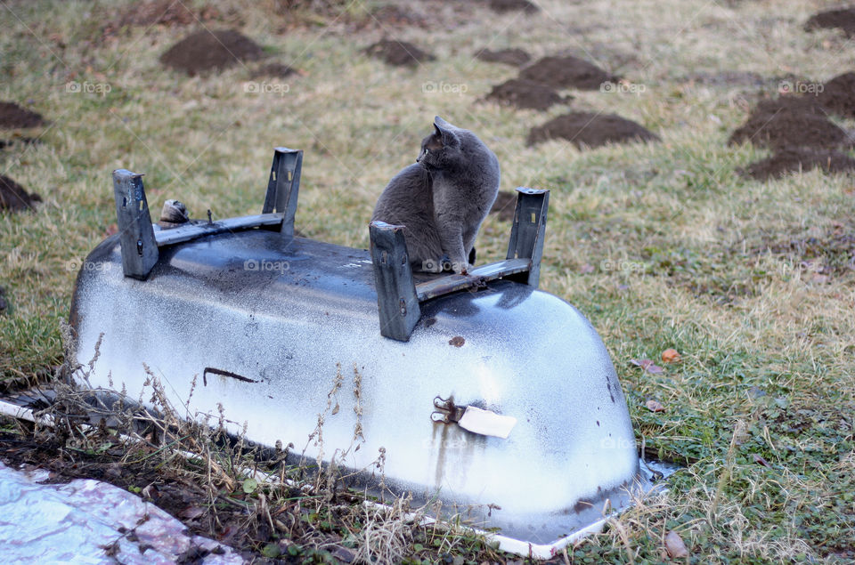 A cat on an upside-down bqthtub in the backyard