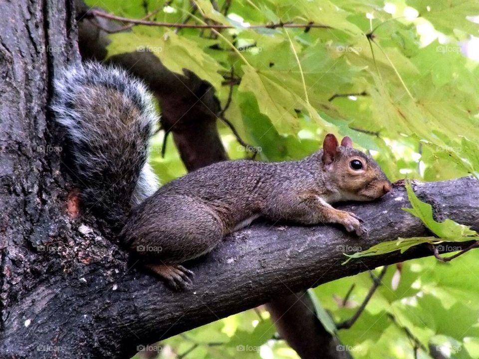 Lazy squirrel