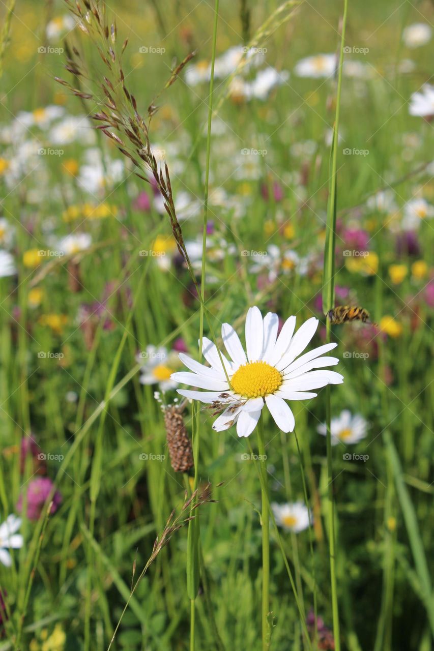A daisy and a bee, wild flower meadows in the Carpathian mountains, in Ukraine. 