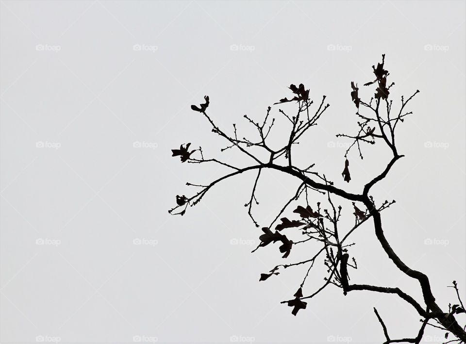 autumn tree in black and white.