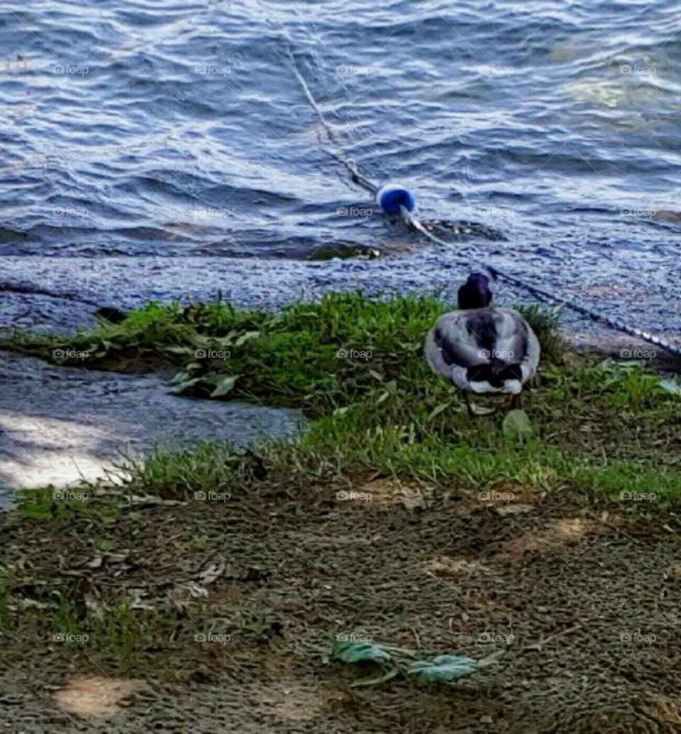 A Duck by the Buoy!