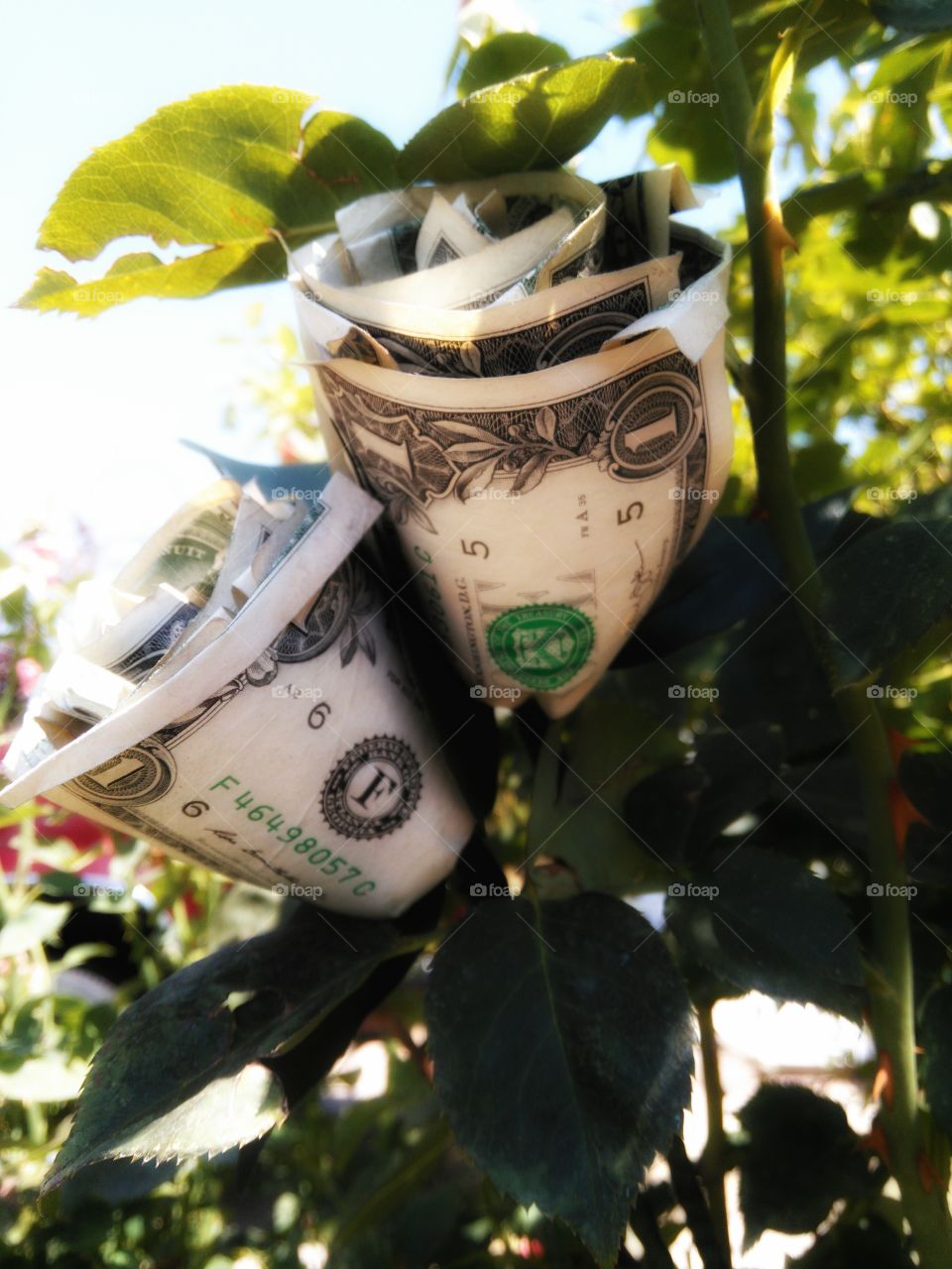 money grows on bushes