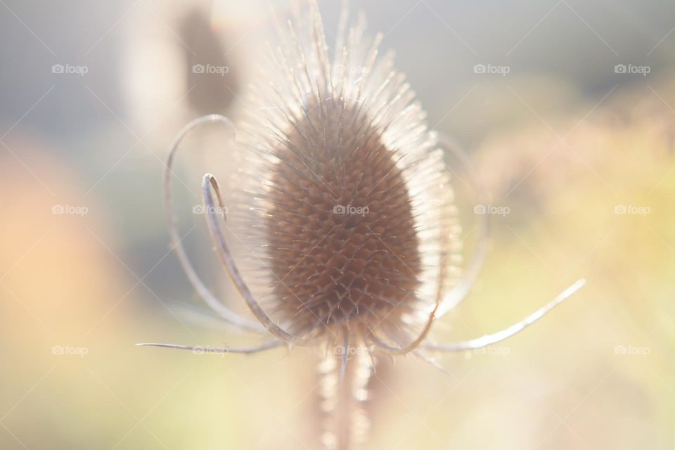 thistle flower Macro 