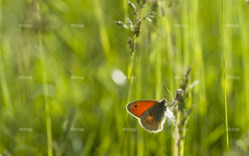 butterfly on a grass.  wonderful nature around us concept.