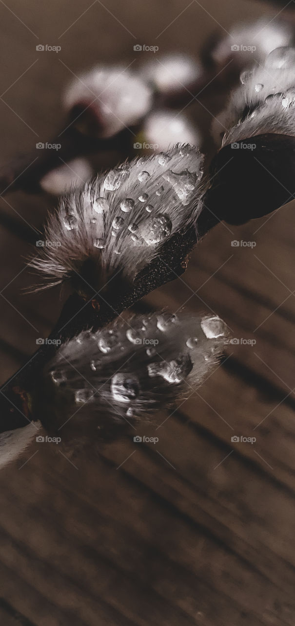 A close up look at, dew drops on a Pussy Willow.