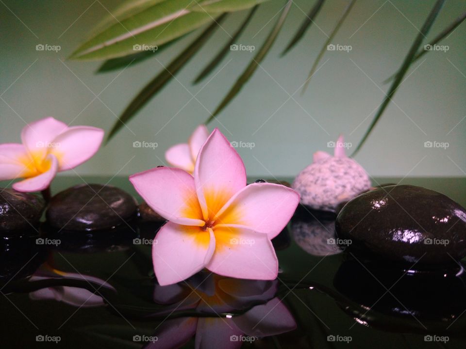 Frangipani flower with its beautiful reflection shadow. #water #shadow #firangipani #flower #reflection