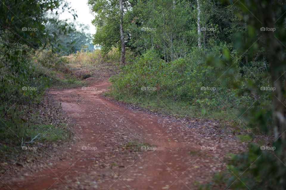 Local road in the forest 