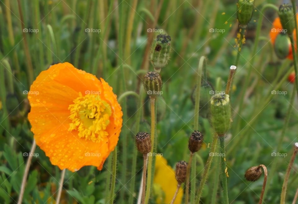 Orange poppy flower blooming on outdoors