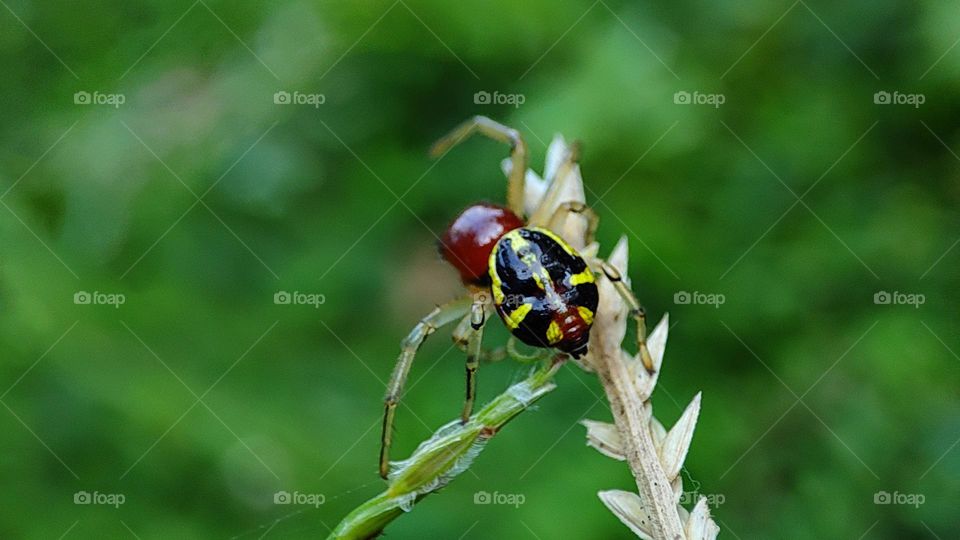 Spider walkaway, spider walking away in the middle of a shot, spider turning his back towards the photographer