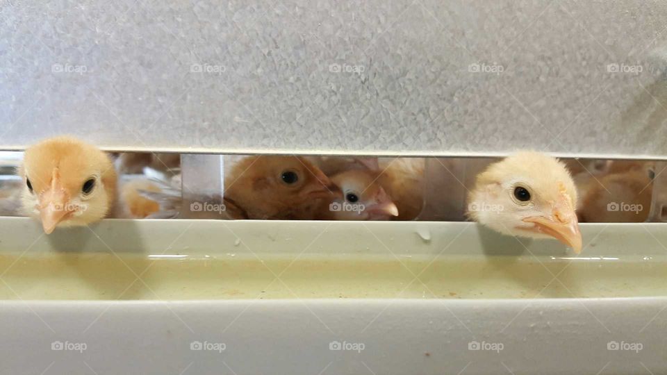 IFA farm store. Baby chickens.