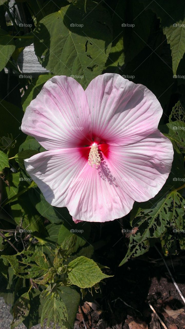 Flower, No Person, Nature, Flora, Leaf