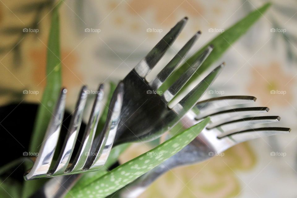 Fork Plant 