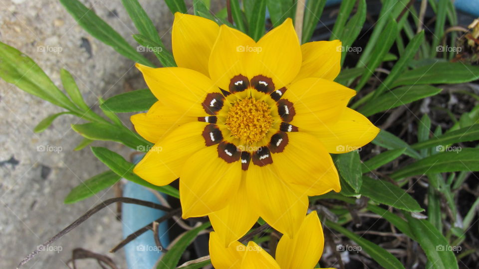 pretty yellow flower