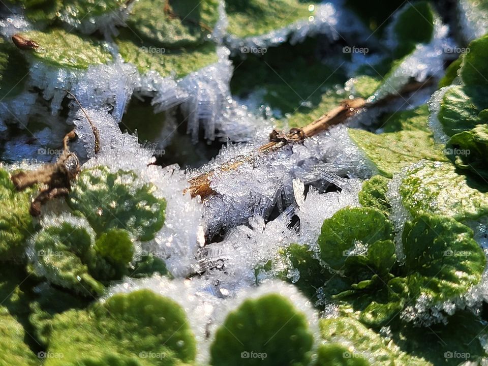 A winter landscape between little leaves